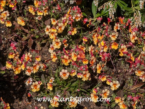These plants were very bright on a full sun bright day.